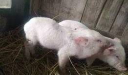 小猪崽子爆料娱乐圈,小猪崽子揭露惊天秘密